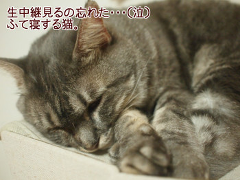 cat4.jpg