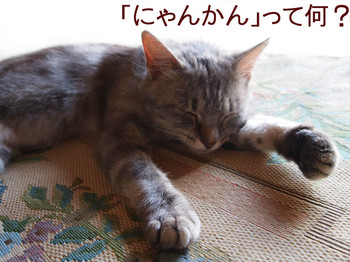 cat5.jpg